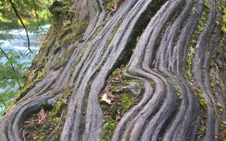 McKenzie River Waterfall Trail Loop tree Chris LaVoie 768x480